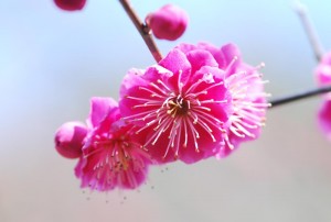 20150227紅梅コウバイ　鹿児島紅 (1)